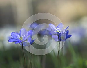 Blue anemone, anemone hepatica or hepatica nobilis in natural environment in wild forest photo