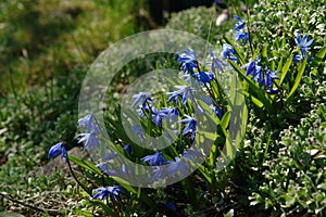 A close up of blue, bell-shaped flowers of Scilla siberica Siberian squill or wood squill