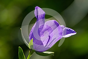 Close-up of a blue bellflower blossom (campanula) in full bloom in back light