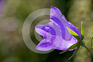 Close-up of a blue bellflower blossom (campanula) in full bloom in back light