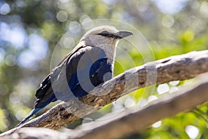 Close up blue bellied roller against a green leafy background