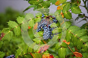 Close up of the blue berries of the Oregon Grape