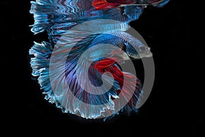 Close up of blue betta fish. Beautiful Siamese fighting fish, Betta splendens isolated on black background