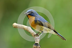 close up of blue bird with orange feathers has bent beak and wounded mandible, Chinese blue flycatcher (Cyornis glaucicomans