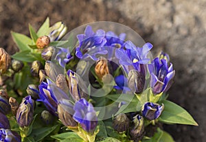 Close up blue blooming gentian on brown dirt