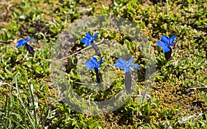 Close up blue blooming Gentiana nivalis, the snow gentian or Alpine gentian with green leaves on alpine meadow