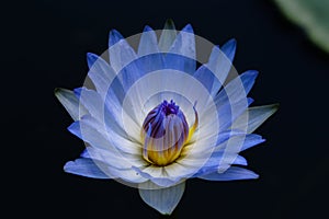 Close up blue blooming waterlily or lotus flower