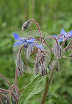 Close-up of a blue borage flower