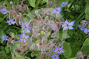 Close-up of a blue borage flower