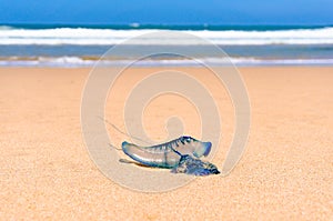 Close up of blue bottle jelly fish with ocean background