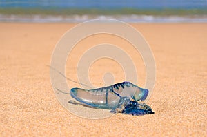 Close up of blue bottle jelly fish with ocean background