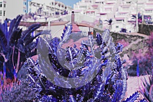 Close-up of blue branchy cactus with white buildings on background.