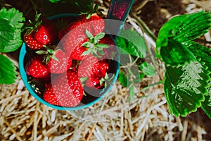 Close up of blue bucket full of fresh pick juicystrawberries. Strawberry field on sunny day