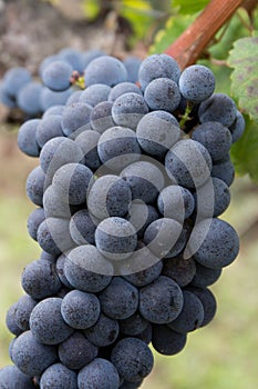 Close up of the blue bunches of ripe grapes