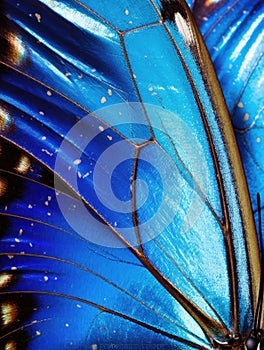 Close up of a blue butterfly wing