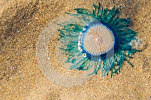 Close up Blue Button Jellyfish (porpita porpita) on the beach when the sea water receded.