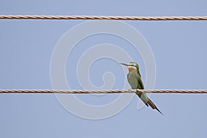 Close up of blue-cheeked bee-eater sitting on a power line wire