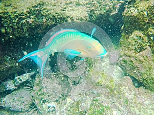 Close up of a blue-chin parrotfish at isla bartolome in the galapagos photo