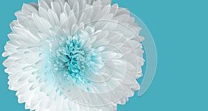 Close-up of blue chrysanthemum, showing intricate details of the petals. Widescreen natural background, macro art design