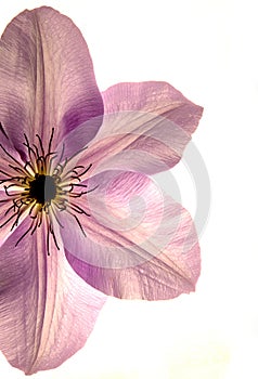 Close-up of blue clematis