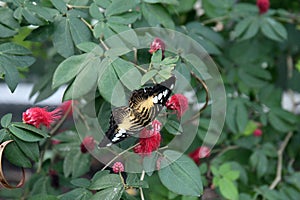 Close up of a Blue Clipper Butterfly with wings open resting on a flower of a Calliandra plant