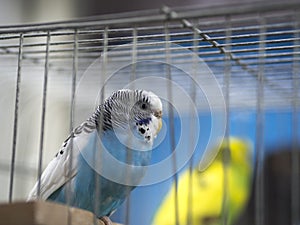 Close-up blue colored lovebirds standing in cage