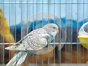 Close-up blue colored lovebirds standing in cage