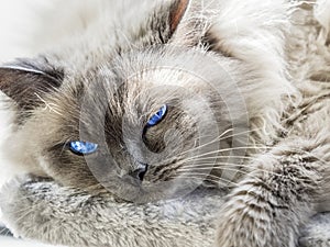 Close up of a blue colorpoint Ragdoll cat