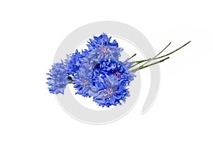Close up of blue cornflower flower isolated on white