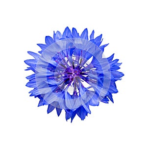 Close up of blue cornflower flower isolated on white photo