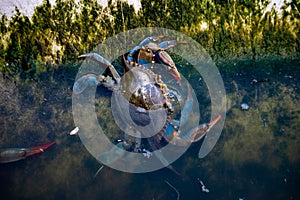 Close-up of a blue crab (Callinectes sapidus) in its natural habitat