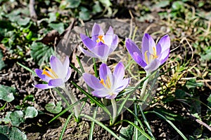 Close up of blue crocus spring flowers in full bloom in a garden in a sunny day, beautiful outdoor floral background