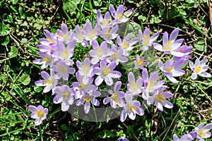 Close up of blue crocus spring flowers in full bloom in a garden in a sunny day, beautiful outdoor floral background