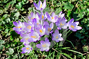 Close up of blue crocus spring flowers in full bloom in a garden in a sunny day, beautiful outdoor floral background