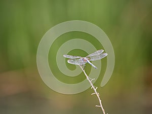 Close up of Blue dasher