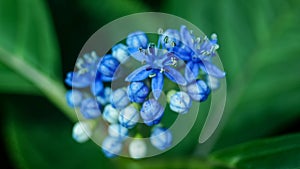 Close-up of blue Dichroa febrifuga, Hydrangeaceae, in the garden.