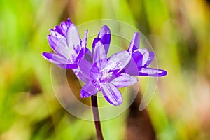 Close up of Blue dicks wildflowers Dichelostemma capitatum, Santa Clara county, south San Francisco bay area, California