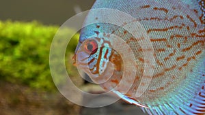 Close up blue discus fish in a freshwater aquarium on green seaweed background, seen from side