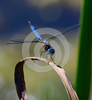 Blue Dragon Fly Close up 2