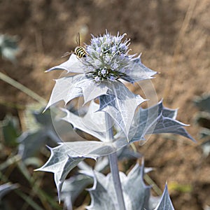 Blue dune thistle flower