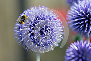 Close-up Blue Echinops Ritro flower with honeybee photo