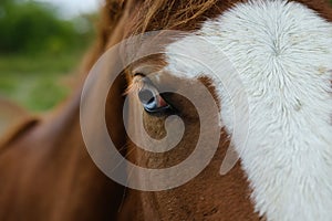 Close up of blue eye on horse