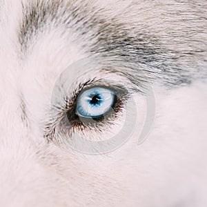 Close Up On Blue Eye Of A Husky Puppy Dog