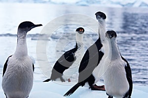 Close up of Blue eye shag, Antarctica