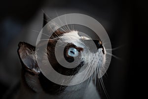 Close-up of blue-eyed black and white cat looking up. Dark background