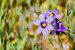Close up of Blue-Eyed Grass Sisyrinchium bellum wildflowers blooming in spring, East San Francisco bay area, Fremont, California