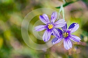 Close up of Blue-Eyed Grass Sisyrinchium bellum wildflowers blooming in spring, south San Francisco bay area, California