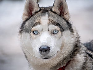 Close up blue-eyed Gray Adult Siberian Husky Dog portrait. color