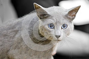 Close-up of a blue-eyed gray cat