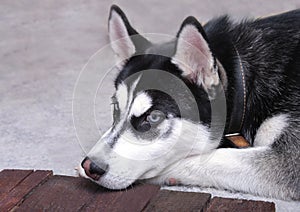 Close up on blue eyes of a beautiful husky dog. Portrait of siberian husky